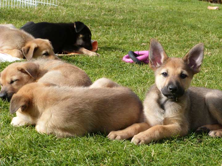 chinook dog